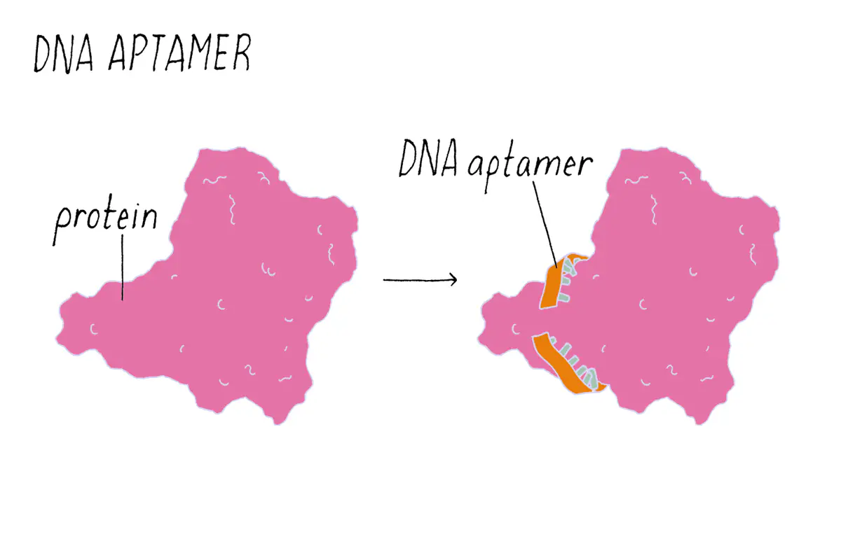 Illustration of a pink protein shape and, after an arrow, the same protein with a short orange DNA aptamer strand fitted into a pocket on its surface