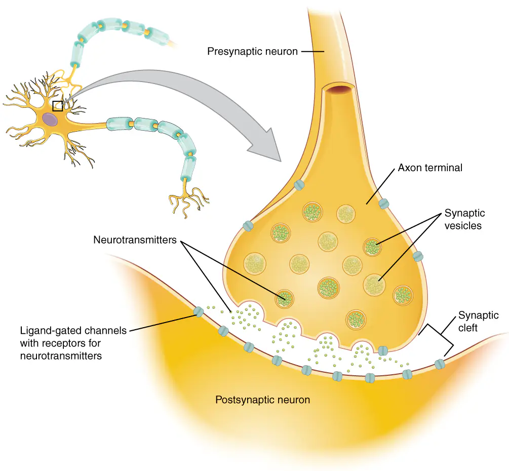Labelled illustration of a chemical synapse: an axon terminal of the presynaptic neuron releases neurotransmitters from synaptic vesicles across the synaptic cleft to receptors on the postsynaptic neuron